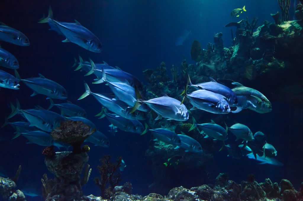 Uzdatniacze wody do akwarium – jak zapewnić rybkom idealne warunki do życia?